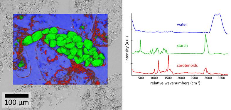 BananaPulp OverlaySpectra web