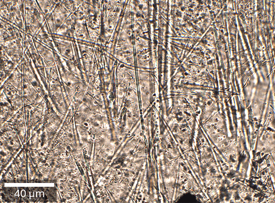 Feldspar matrix with actinolite fibers in transmission white light microscopy