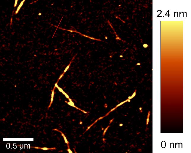 AFM image of carbon nano-tubes.