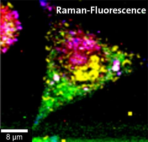 WITec Correlative Raman Fluorescence Cell Biology