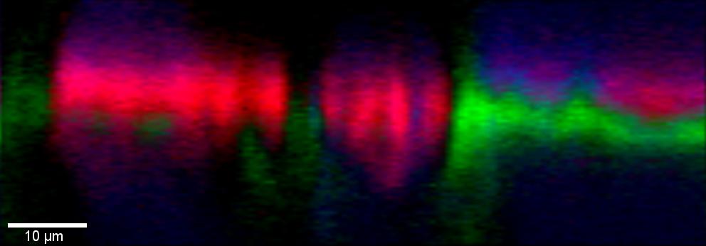 Orden de escritura del bolígrafo sobre el papel determinado por un perfil de profundidad en dirección z (verde: bolígrafo I; rojo: bolígrafo II).