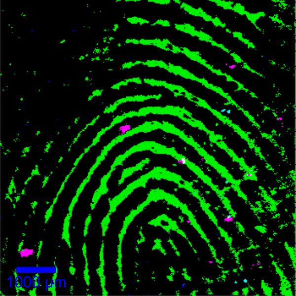 Imagen confocal Raman de gran área de una huella dactilar humana. Magenta: Azufre; Azul oscuro: Carbono amorfo; Azul claro: Nitrato.