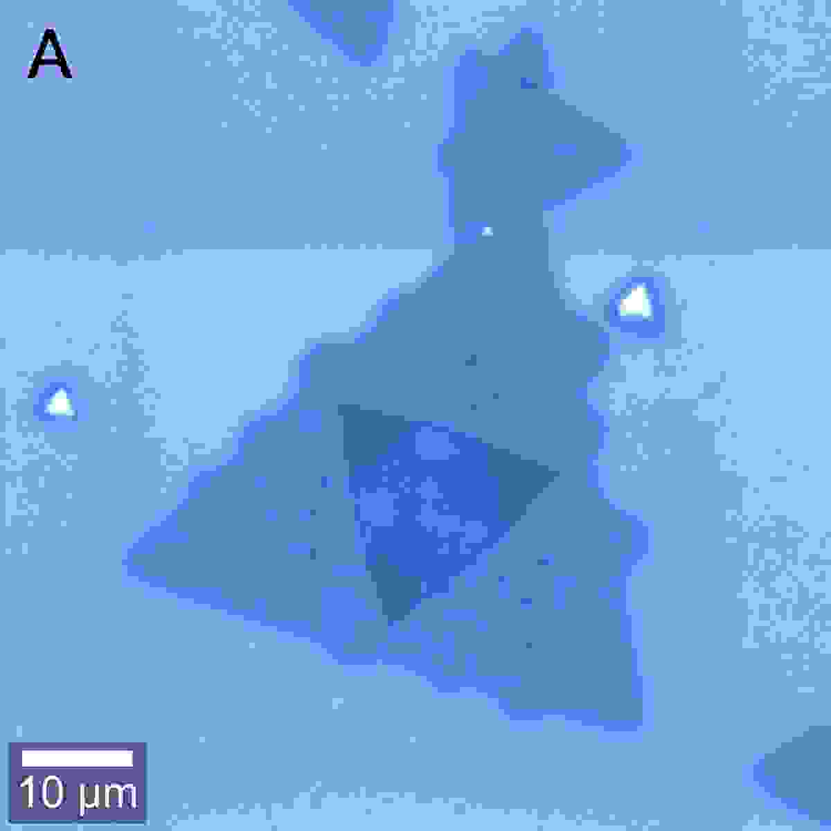 Bright-field image of WSe2