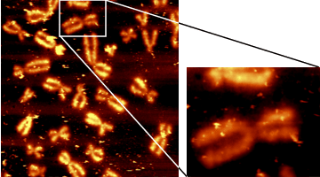 alpha300S chromosomes