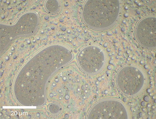 Polymer blend of PS and PMMA in white light microscopy